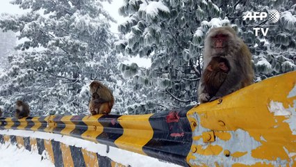 Come out and play: New year snowfall spreads cheer in Pakistan