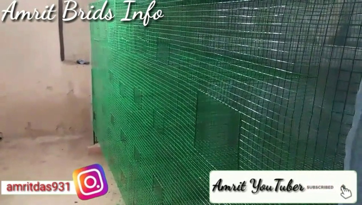 Zebra finch Colony ki new setup