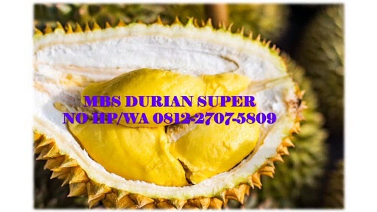 GROSIR, WA 0812-2707-5809, Bibit Durian Petruk Asli Sulawesi Selatan