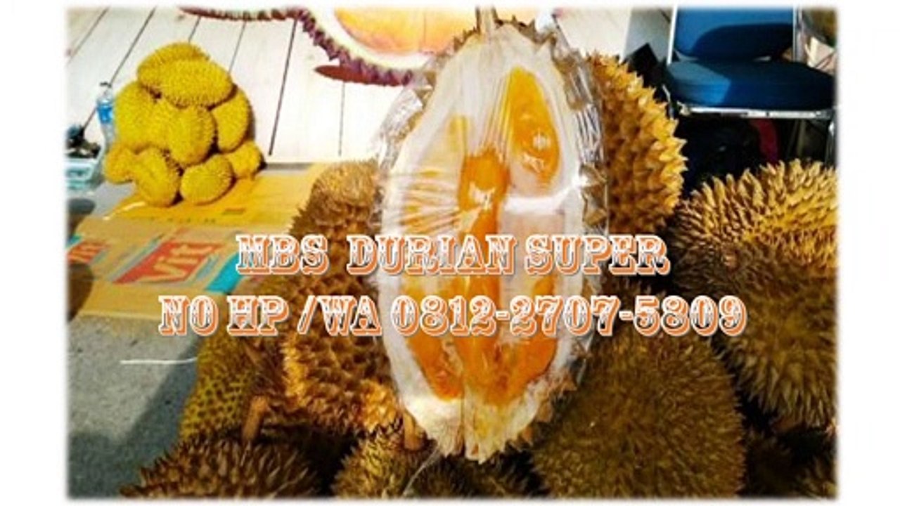 GROSIR, WA 0812-2707-5809, Bibit Durian Ochee Asli Sulawesi Selatan