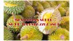 GROSIR, WA 0812-2707-5809, Bibit Durian Bawor Asli Sulawesi Selatan