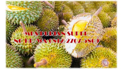 GROSIR, WA 0812-2707-5809, Bibit Durian Bawor Asli Sulawesi Selatan