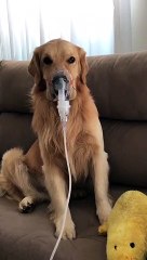 Dog Wears Breathing Mask to Help His Cough
