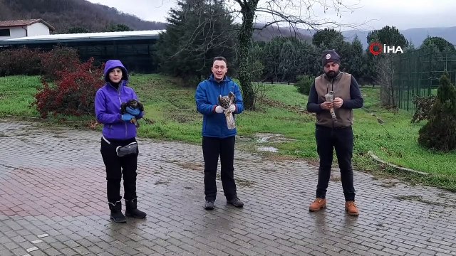 Tedavileri tamamlanan şahinler doğal yaşamlarına kanat açtı