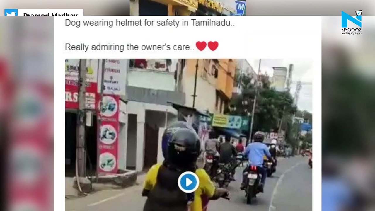 Dog wears helmet, sets road safety examples, vi...