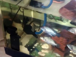 Find the best Indoor Acrylic Aquaponic System by Professional Acrylic LLC