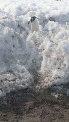 laufedender und hüpfender Gentoo