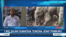 Lagi, Gajah Sumatera Terkena Jerat Pemburu