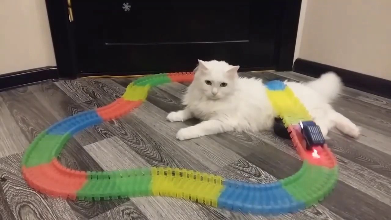 Crazy Cats Compilation_-_Try Not To Laugh