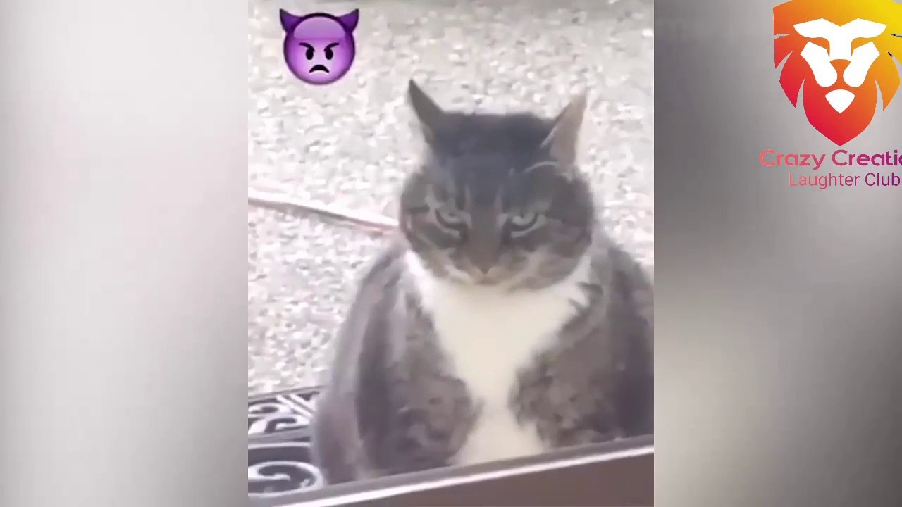 TALKING_CAT_FUNNIEST_DOGS_AND_CATS_VIDEO