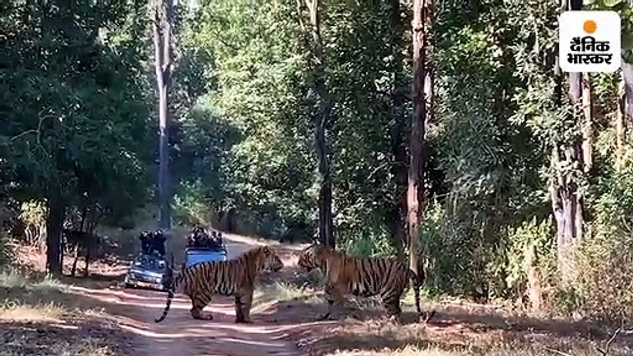 कान्हा टाइगर रिजर्व में बाघों के बीच लड़ाई