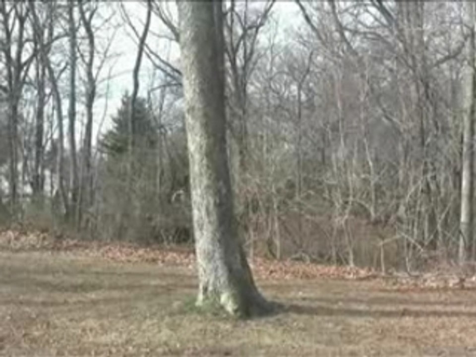 Backflip-arbre
