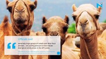 Australia:10,000 camels to be killed for drinking too much water