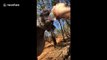 Watch this thirsty koala guzzle a firefighter's water bottle in Australia