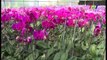 Nhà vườn chuẩn bị cung ứng hoa lan cho thị trường Tết