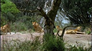 Monkey Hunters - Baboons VS Lions (Nature Wild Life Documentary)
