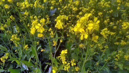 Mustard flowers