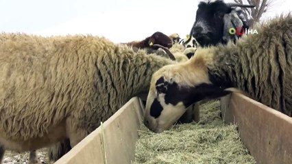 Besicilerin zorlu kış mesaisi