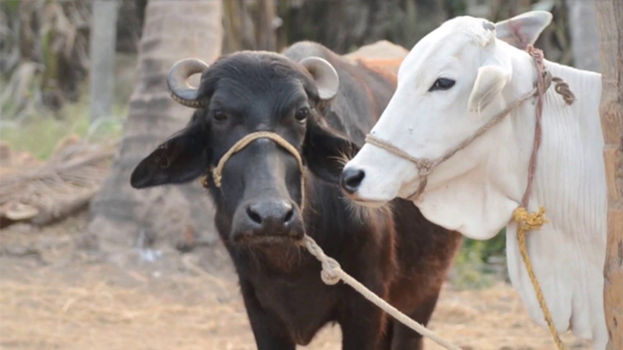 गाय का दूध या भैंस का दूध कौनसा है आपके लिए फायदेमंद | COW MILK VS BUFFALO MILK | Boldsky