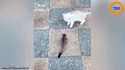 Un écureuil volant attaque violemment un chaton !