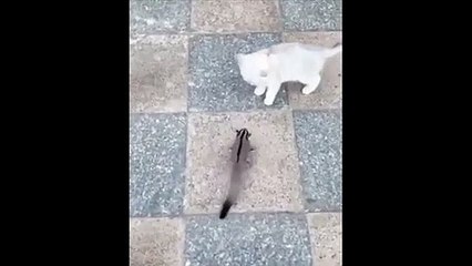Un chaton se fait violemment agressé par un écureuil-volant !