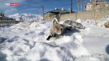 Eksi 20 derecede yiyecek aramaya gelen tilki dondu