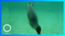 動物悲歌 可憐海豹水族館頭卡排水孔身亡