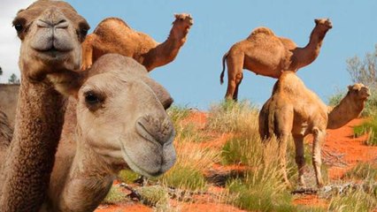 10 ஆயிரம் ஒட்டகங்களை கொல்ல ஆஸ்திரேலியா முடிவு