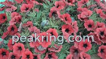 Red Flowers In Shaky Wind  - Peakring Footage