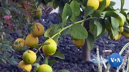 New Phone With No Internet Access Protects Kids from the Dangers of Smartphones