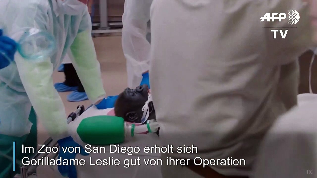Gorilla erholt sich gut von Augen-OP