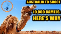 Australia will cull camels as they enter into conflict with aboriginals | Oneindia News