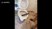 Horrifying moment a COBRA was found in outdoor toilet