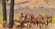 L'Australie va abattre 10 000 dromadaires par des snipers pour faire face à la sécheresse