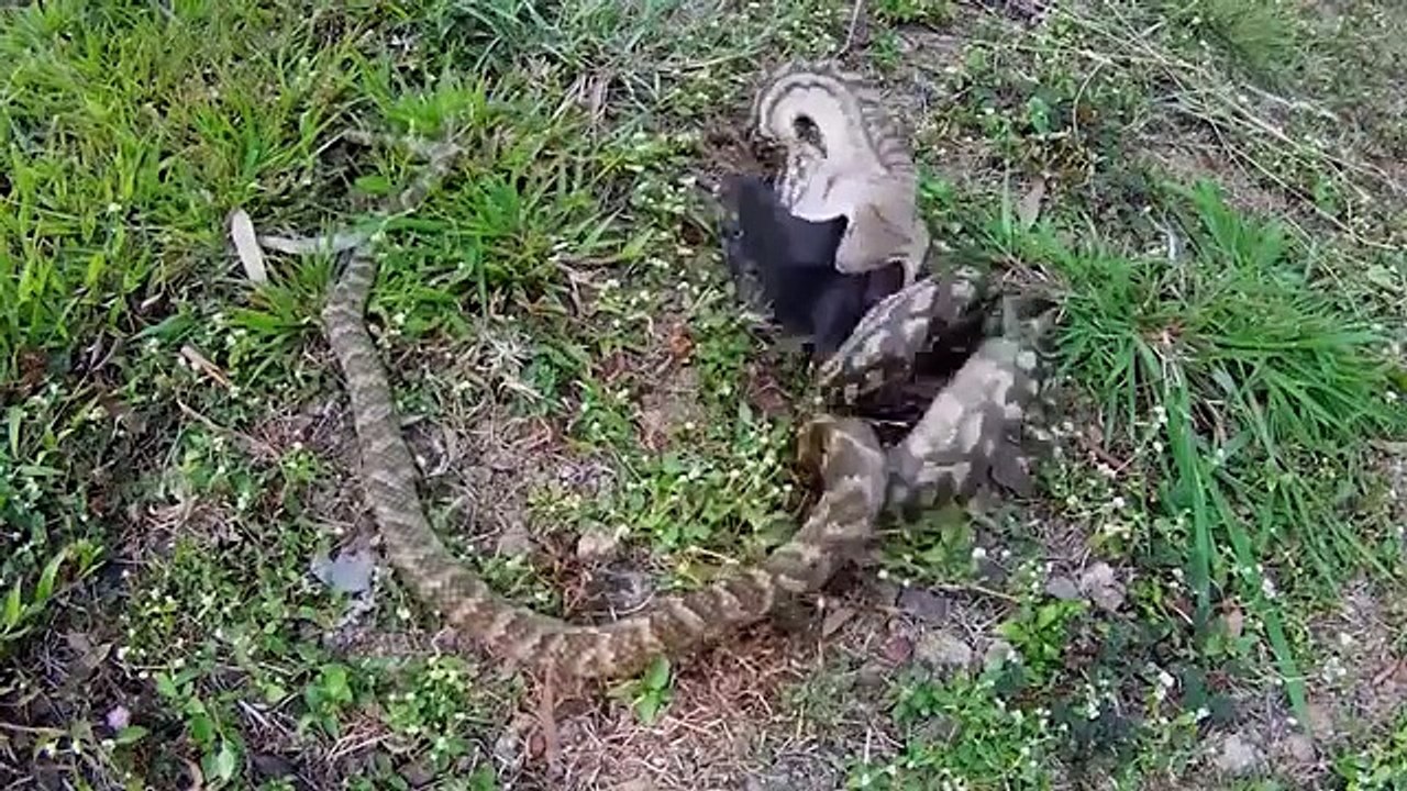 Giant Bat vs. Python Fight to The Death - Most Terrible Battle of Flying Fox