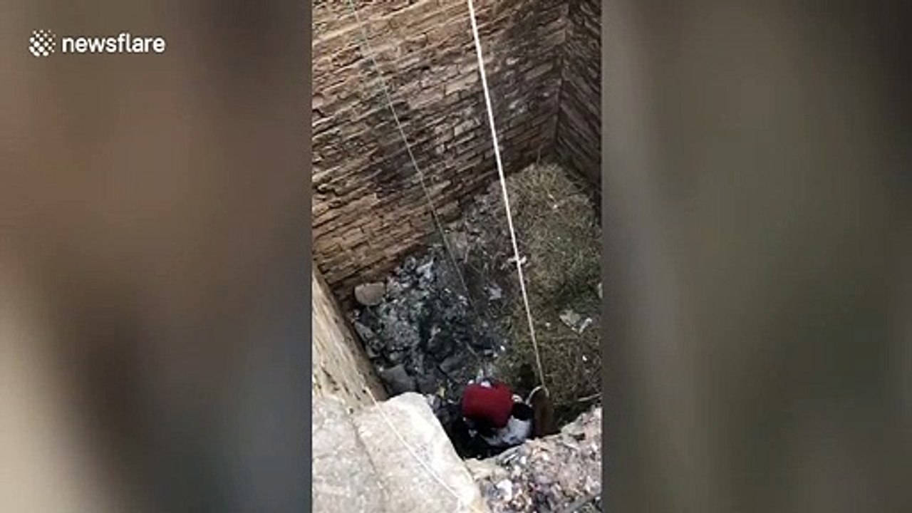 Locals in western India rescue calf that fell into 30ft-deep well