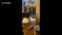 Husky refuses to go outside without forbidden toy