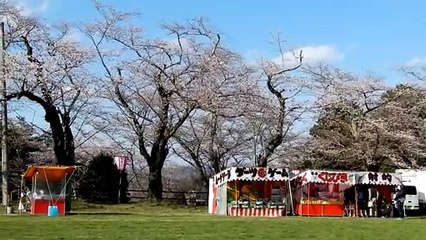 Cherry blossom festival in shibata town of Miyagi prefecture