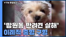 '주인 잃은 반려견 살해' 이례적 중형 구형한 이유 / YTN