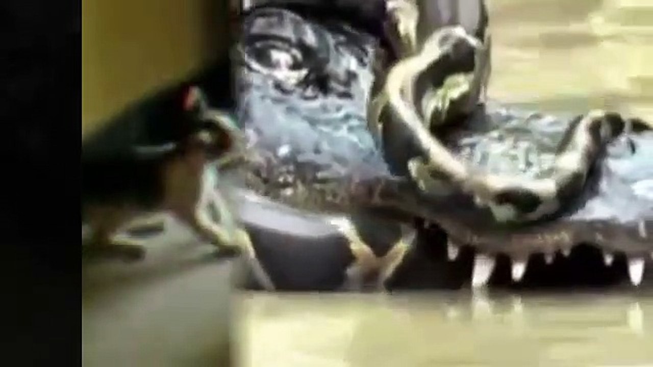 GIRAFFE VS LION   COMPILATION BIG BATTLE !!!