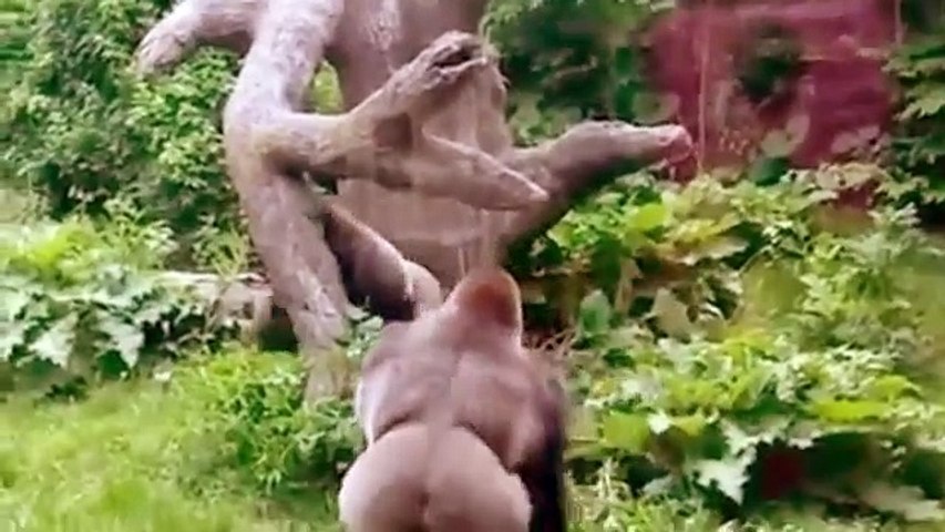 Gorilla vs Wild Dog - Most Amazing Animal Attack