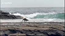 Injured kangaroo soothes injuries suffered from bushfires at beach in New South Wales