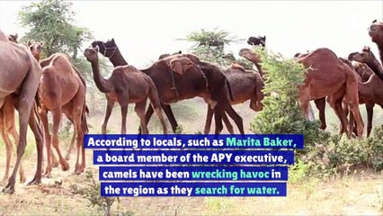 More Than 10,000 Camels to Be Selectively Slaughtered in South Australia