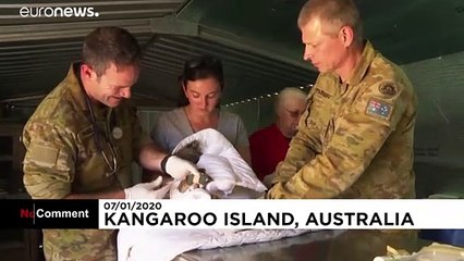 Sur l'île Kangourou, l'armée australienne vient en aide aux animaux blessés