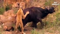 Hash Life Of Lion - Buffalo Vs Lion Fight To Death - Let's Explore the Animal Planet 2020