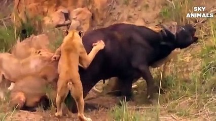 Hash Life Of Lion - Buffalo Vs Lion Fight To Death - Let's Explore the Animal Planet 2020