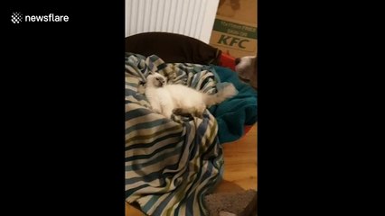 Angry dog demands mischievous kitten to move from its bed