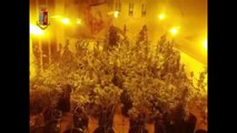 Velletri (RM) - Piantagione di marijuana in casa, 2 arresti (08.01.20)