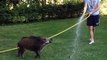 Boar Chases After Human with Hose