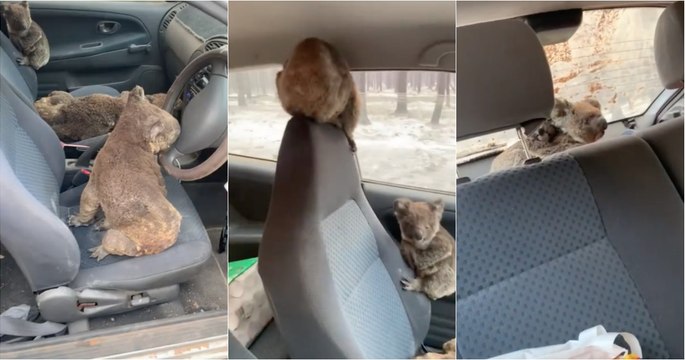 Jovens enchem carro com coalas para os salvar dos incêndios